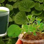 Benefits Of Brahmi For Skin