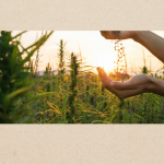 Indian Hemp Industry