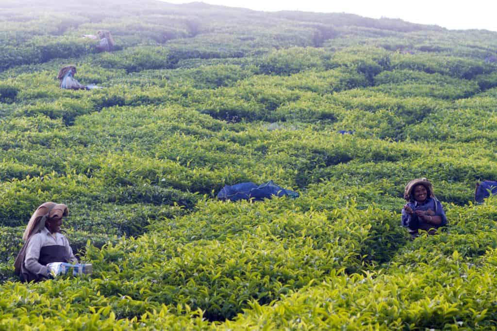 list of tea gardens in India