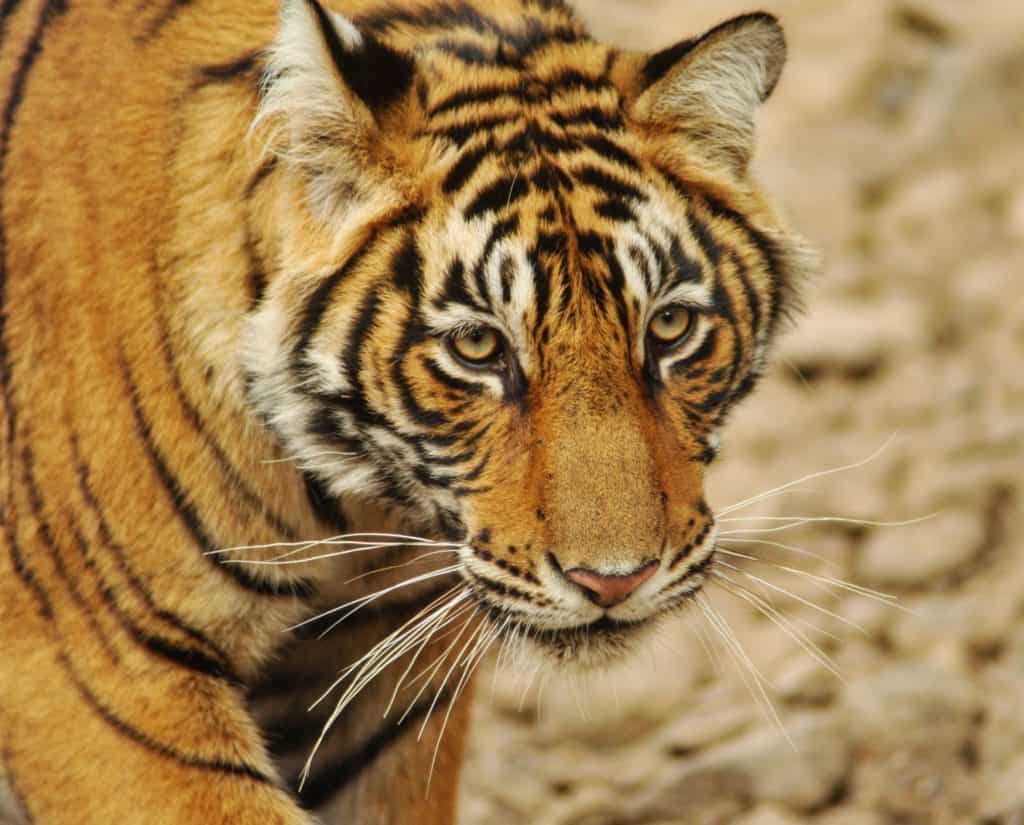 Tiger at Ranthambore