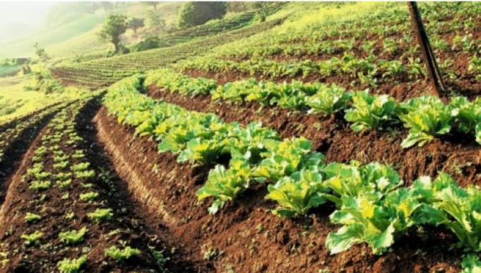Organic farming