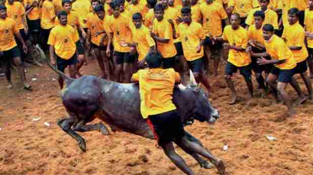 Jallikattu