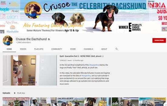 Cursoe the Dachshund