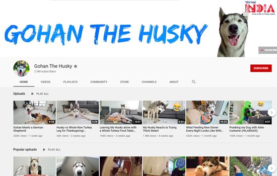 Gohan The Husky
