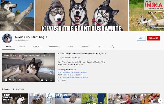 K’eyush The Stunt Dog