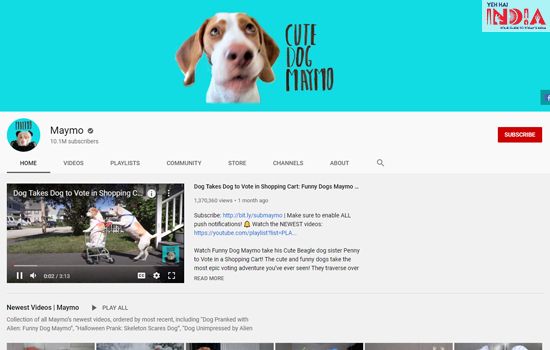famous dog youtube trainer