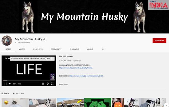 My Mountain Husky