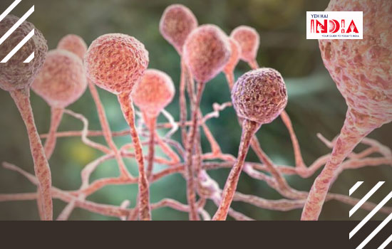 What is Fungus?
