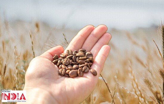 Edible Seeds With Great Health Benefits