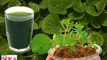 Benefits Of Brahmi For Skin