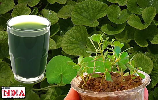 Benefits Of Brahmi For Skin