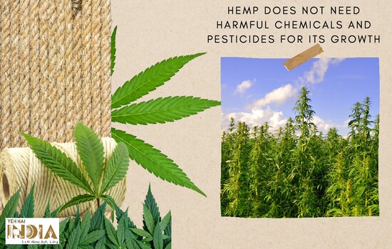 Hemp grows without any chemicals and pesticides