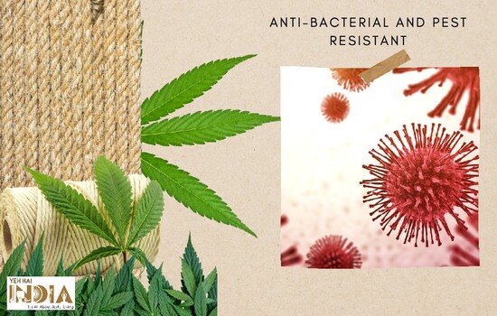 Hemp is Anti-Bacterial and Pest Resistant