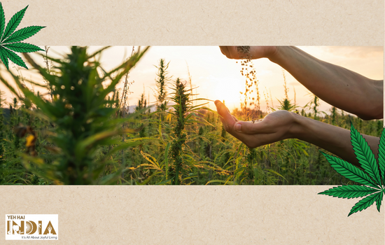 Indian Hemp Industry